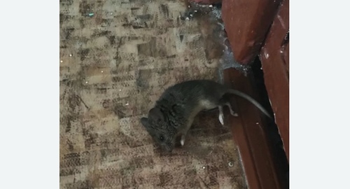 Дезинфекция от мышей в Петрозаводске