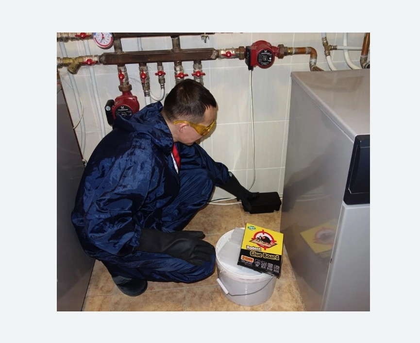 Уничтожение крыс Уничтожение крыс в Петрозаводске